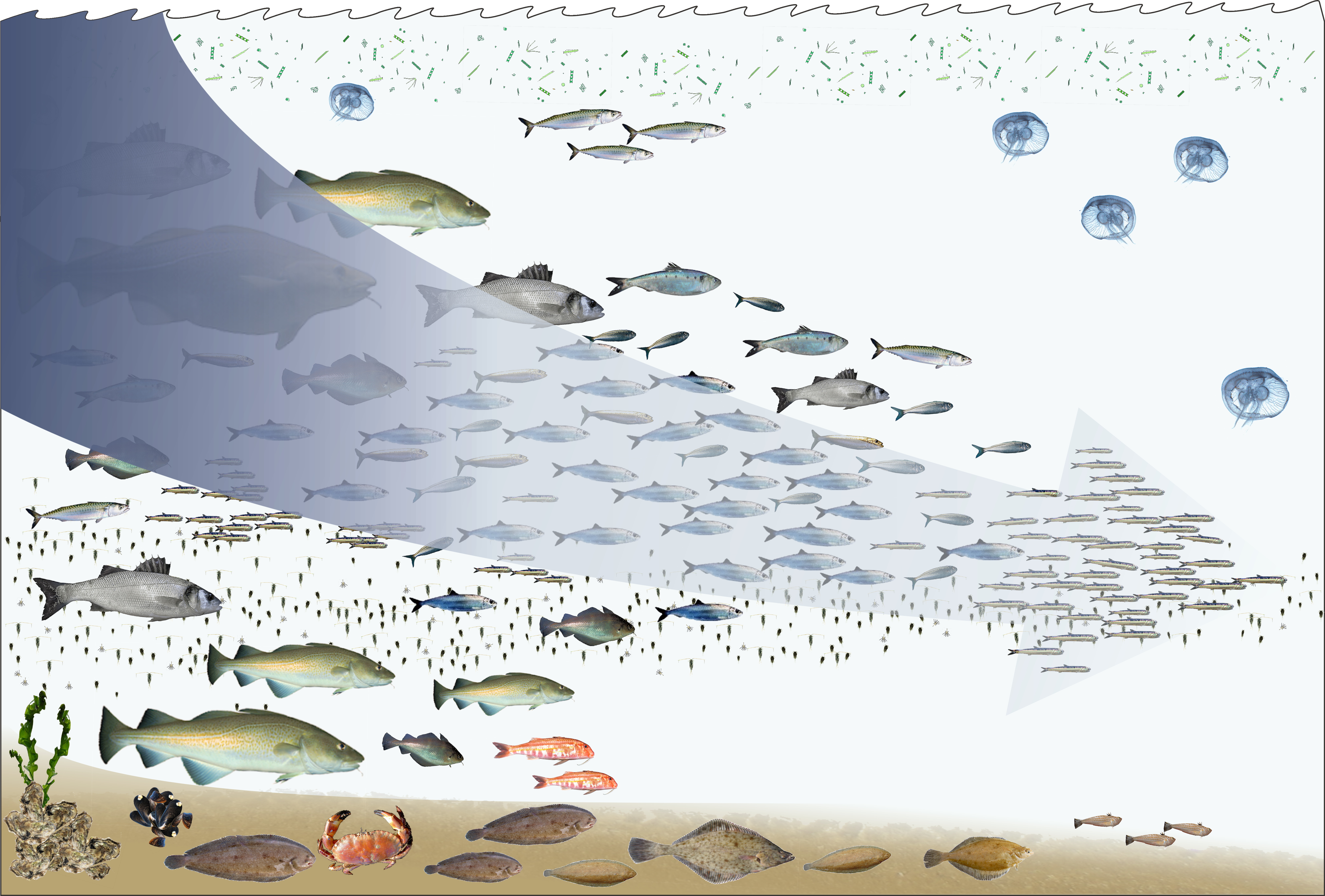 Soins D’aquarium Pour Les Poissons D’eau Douce