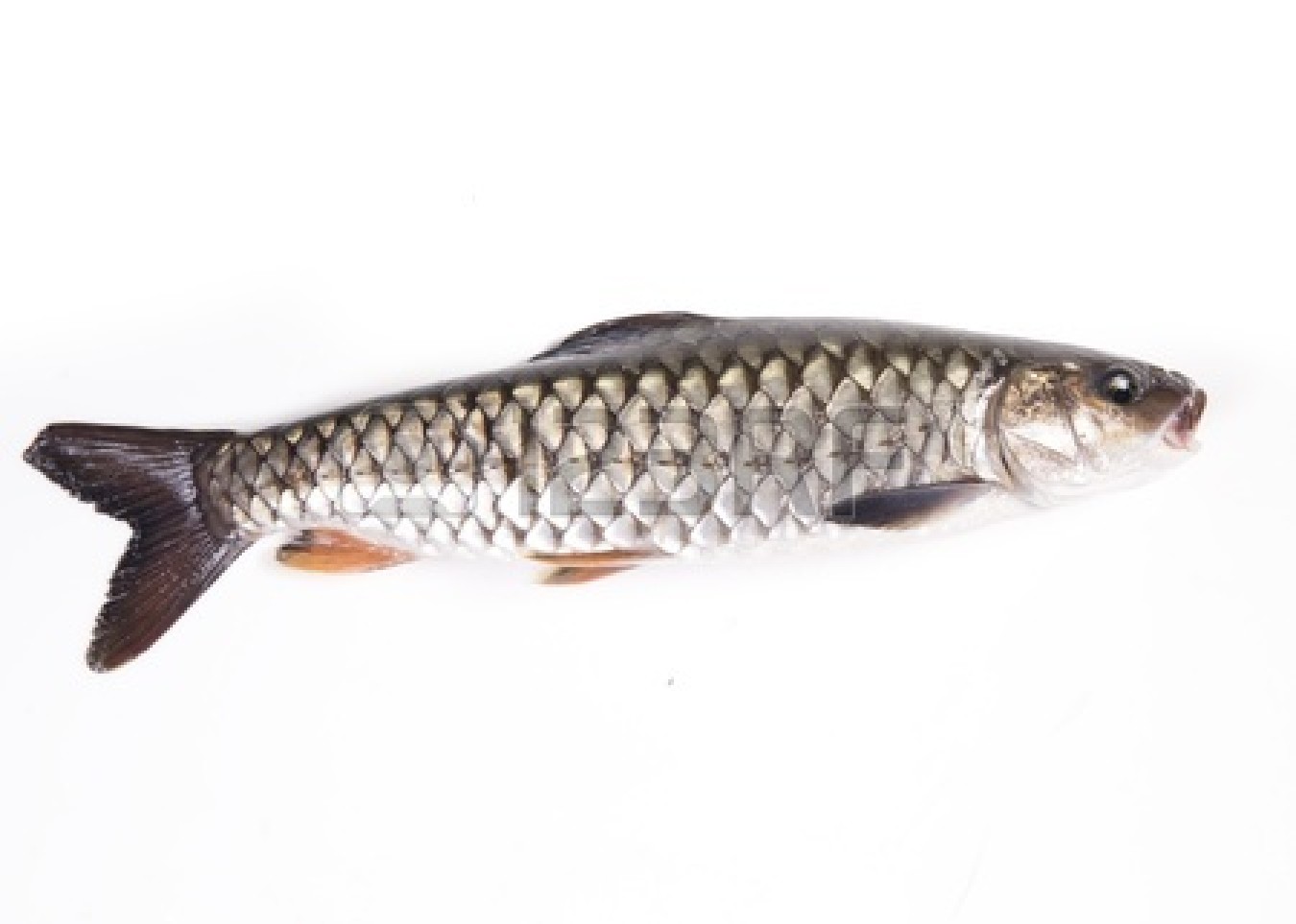 Soins D’aquarium Pour Les Poissons D’eau Douce