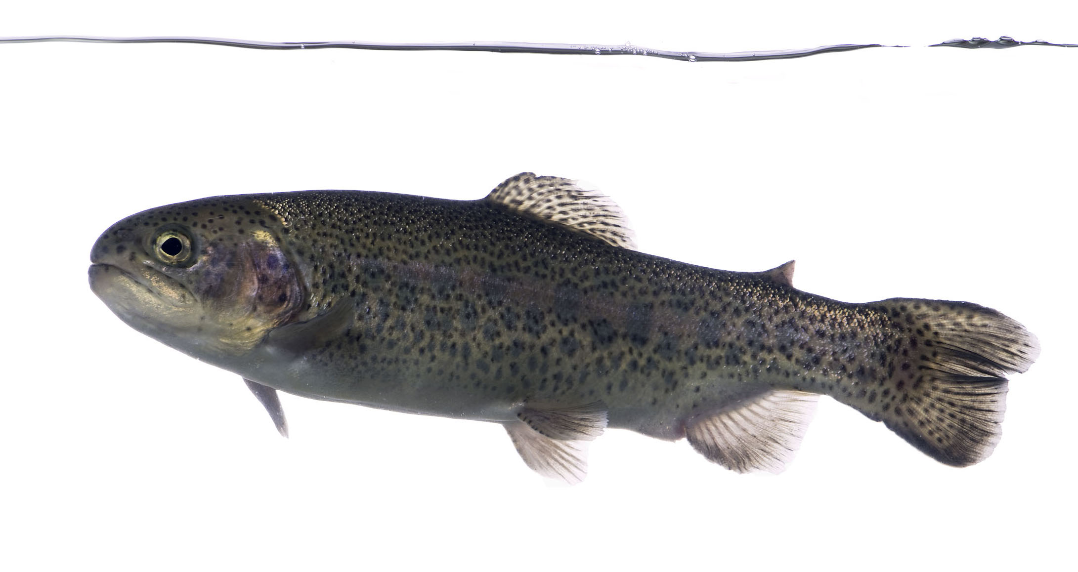 Conseils De Pêche à La Truite