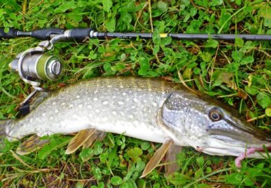 Comparaison canne a peche carnassier Avis et Prix à Basse-Goulaine   Matériel de pêche