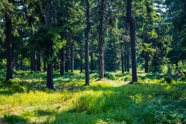 Quels critères différencient l’achat d’une forêt de celui d’un étang de pêche